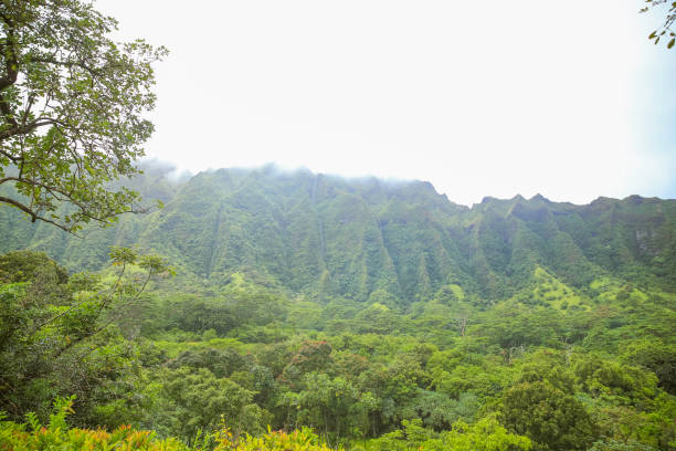 istock Ho'omaluhia Botanical Garden Mountain View Grenn Tree 1153153996