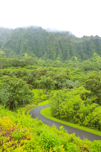 istock Ho'omaluhia Botanical Garden Mountain View Grenn Tree 1153153999