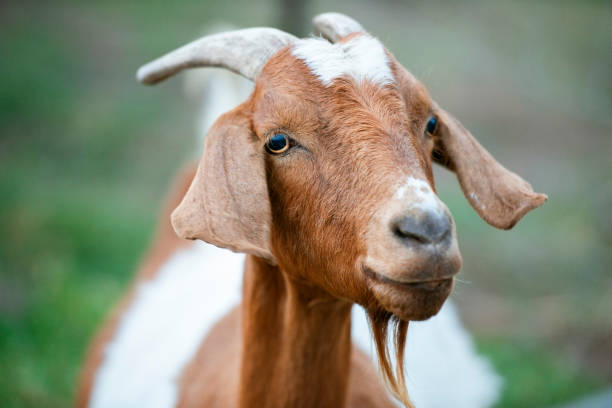 istock Goat outside during the day 1153154010