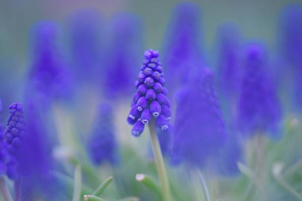 istock Blue beautiful Muscari 1153154988