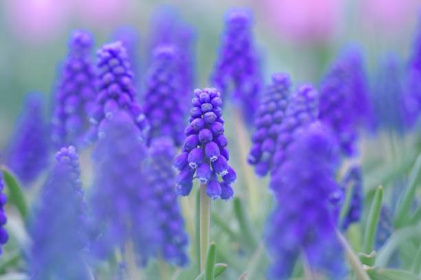 istock Blue beautiful Muscari 1153154994