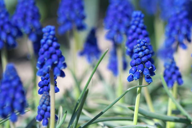 istock Blue beautiful Muscari 1153155544