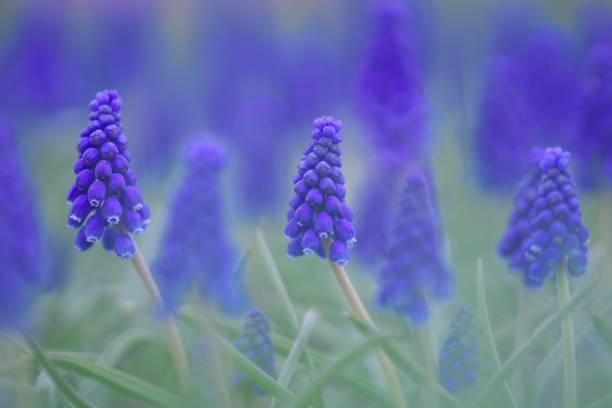 istock Blue beautiful Muscari 1153155560