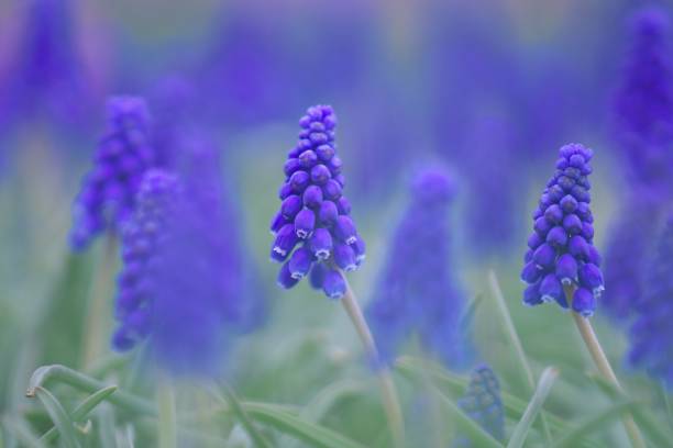 istock Blue beautiful Muscari 1153155562