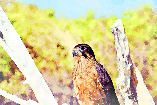 This is my Photographic Image of a New Zealand Falcon in a Watercolour Effect. Because sometimes you might want a more illustrative image for an organic look.