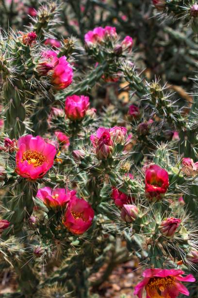 istock INTRODUCED SPECIES - JOSHUA TREE - 051919 B 1153156378