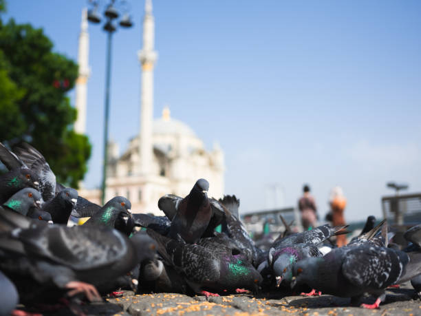 Turkey Istanbul - Ortakoy Mosque with pigeon