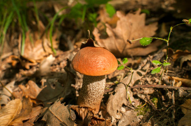 istock Boletus edulis young mushroom closeup 1153156658