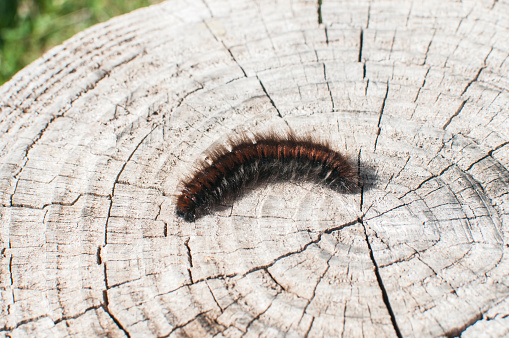 Isabella tiger moth woolly bear caterpillar closeup on cut old tree trunk in sunny day