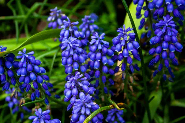Small blue flowers blooming in a garden in the springtime in Toronto