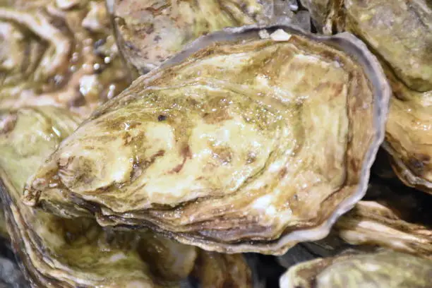 One of the french black pearl oyster is one kind of delicious seafood from France, this seashell has a strong, mineral and sweet taste.