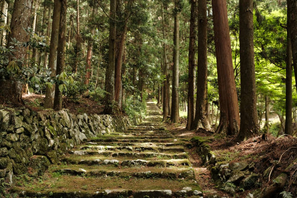 This mossy stone stepps is a pass to Mt. Haku-san where ascetics used to practice once. This area is known as a site of beautiful autumn tint in autumn today.