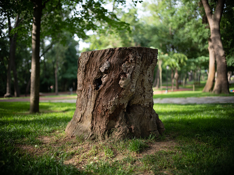 Overhead view of stump showing tree rings with grass background .