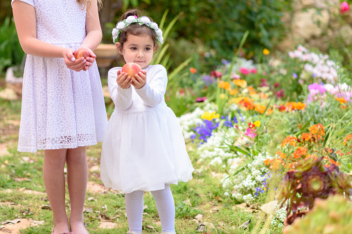 Harvest. Shavuot. Rosh Hashanah. Close up little girls holds red apple at the hands on beautiful garden background. Portrait adorable small kids outdoor.