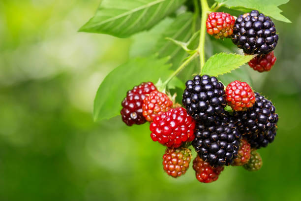 blackberry bush with selective focus - blackberry bush plant berry fruit imagens e fotografias de stock