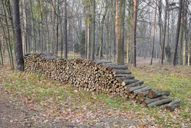 istock Felling in forest. Pile of wood. 1153165786