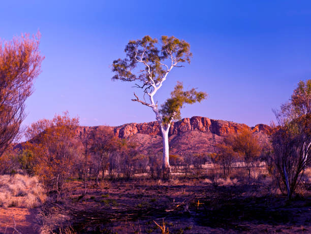 gum tree nt_2247 - kakadu imagens e fotografias de stock