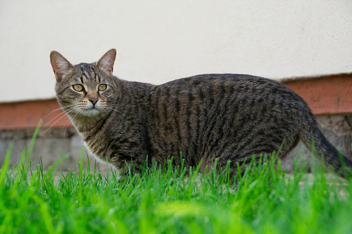 Domestic tiger cat in the garden