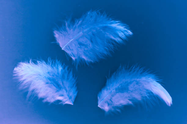 istock Beautiful texture abstract color white gray blue and purple feathers on blue background pattern and wallpaper 1153169091