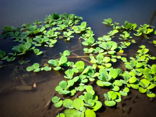 Aquatic Plant Water Lettuce Or Pistia Stratiotes Float On Water In The Rice Fields, North Bali, Indonesia