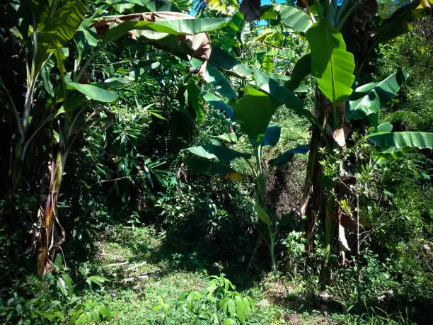 Banana Trees Between Shrubs And Trees Grow In The Farm Fields, North Bali, Indonesia