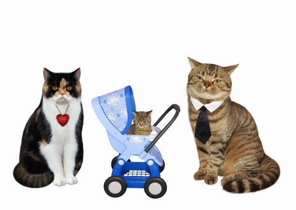istock Cat couple and their kitten 1153170111
