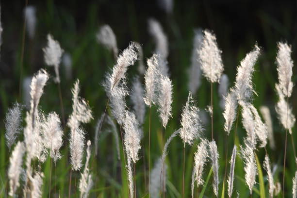 istock Cogon grass / Imperata cylindrica 1153171152
