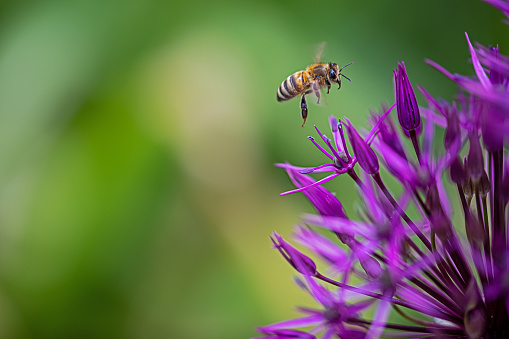 A bee collecting the nectar from a cosmos flower.