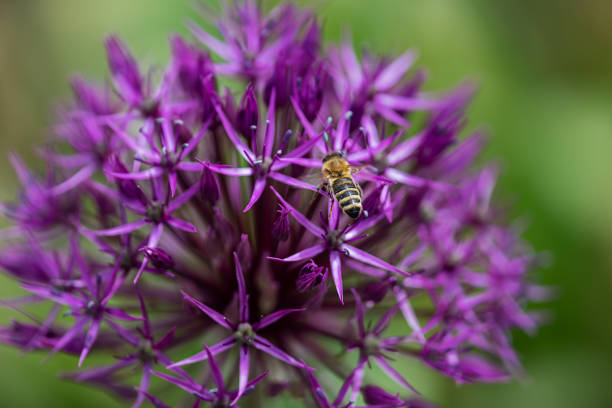 garden photography Bavaria Germany