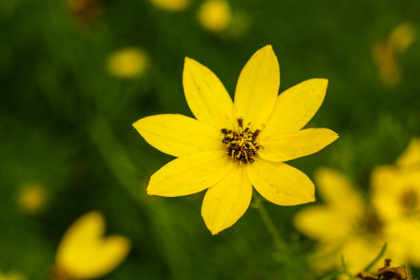 istock Yellow flower blooming in summer park 1153174111