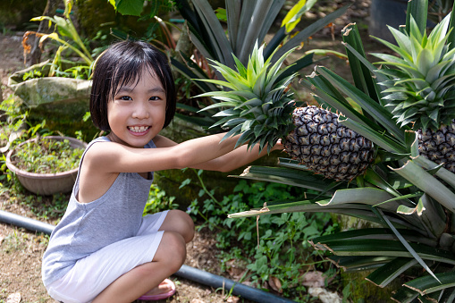 Asian Chinese Little Girl holding pineapple on the farm outdoor