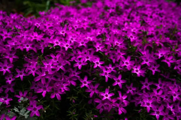 Small starred shaped purple flowers blooming in the springtime in Toronto