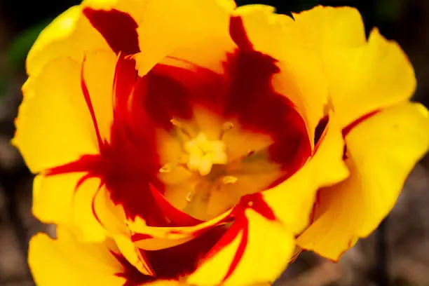 Closeup of a beautiful yellow tulip with a red center blooming in spring in Toronto