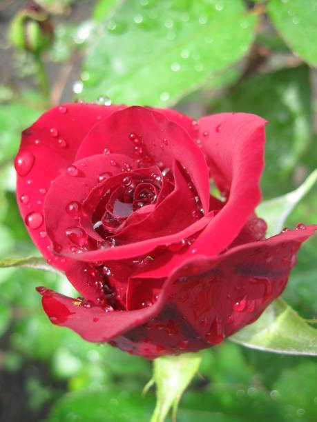 istock Water droplets on rose mites after a night rain. 1153176033
