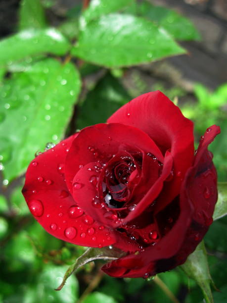 istock Water droplets on rose mites after a night rain. 1153176047