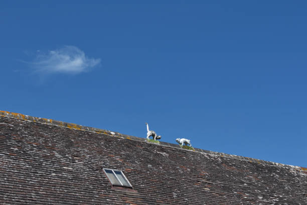 istock Cats on the roof 1153177930
