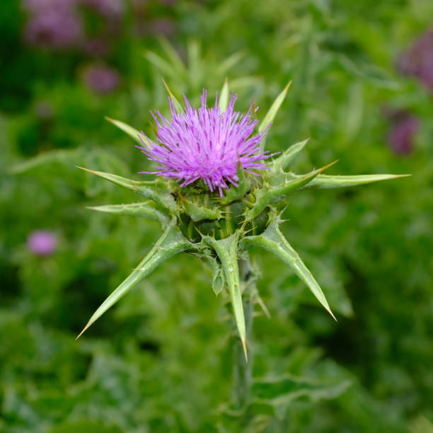 zbliżenie purpurowego kwiatu ostropestu (nazwa zwyczajowa: "ostropest plamisty") - flower may thistle purple zdjęcia i obrazy z banku zdjęć