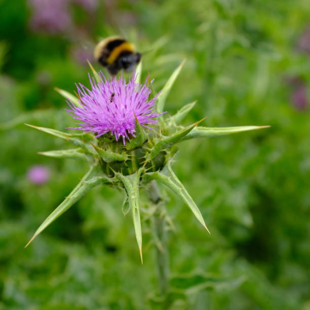 calabrone sul fiore viola di silybum marianum (nome comune: 'cardo mariano') - flower may thistle purple foto e immagini stock