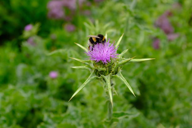 アザミアザミの紫色の花のバンブルビー (一般名: 「オオアザミ」) - flower may thistle purple ストックフォトと画像