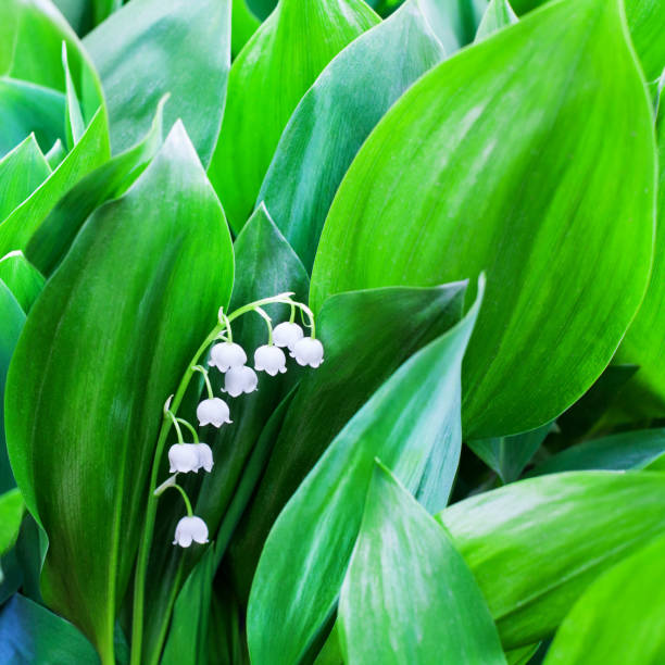 fleurs de lys blanc de la vallée sur les feuilles vertes de fond floue près, peut fleur de lys macro, convallaria majalis en fleur, beau printemps ou été nature fleur florale design, espace de copie - may leaf spring green photos et images de collection