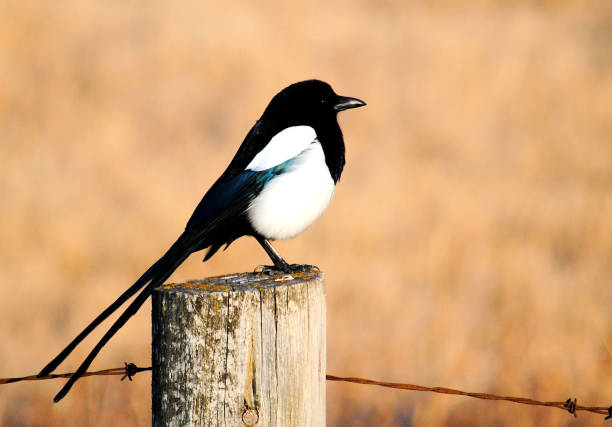 Magpie (Bird) Resting on a Fence Post