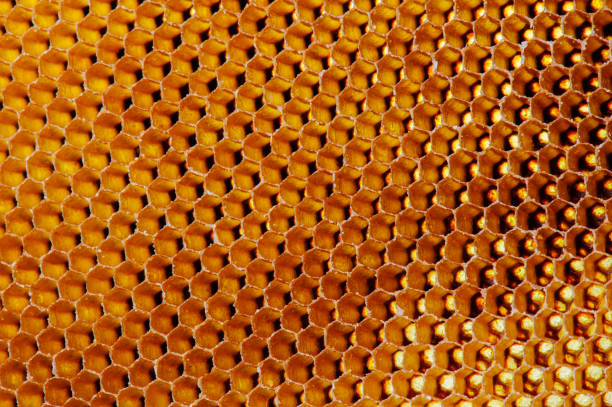 istock Background texture and pattern of a section of wax honeycomb from a bee hive filled with golden honey in macro view 1153180531