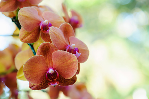The beauty of the orange orchid in tropical Thailand