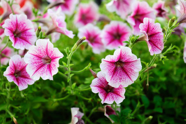 fiori di petunia colorati in estate - petunia foto e immagini stock