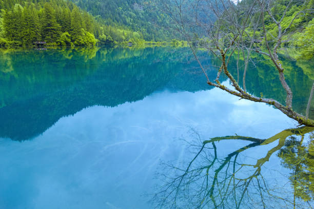 Jiuzhaigou natural scenic area is located in sichuan province, China.It is a famous natural scenery in China and also a place many people want to travel.The scenery here is raw and natural, shocking and unforgettable.The lake is the color of the sea.The trees make the mountains green, and the lake is a soothing natural scene.It is also on the United Nations world heritage list lagos y ramas secas en las montañas de jiuzhaigou. jiuzhaigou, china--summer 2017: un lago rodeado de montañas refleja picos y ramas muertas en la zona escénica de jiuzhaigou en china. lagos azules y montañas verdes. una vista primitiva de la naturalez