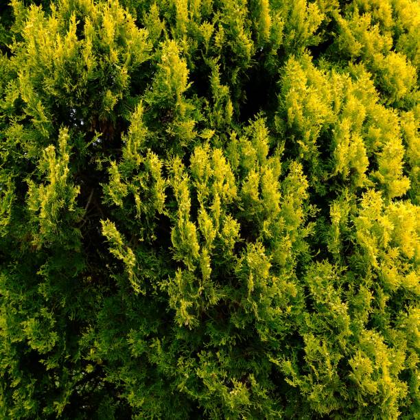 Platycladus orientalis 'Pyramidalis aurea' - an evergreen conifer with yellow foliage Berkshire, England - May 19, 2019: this plant is part of the cypress family Cupressaceae. platycladus orientalis stock pictures, royalty-free photos & images