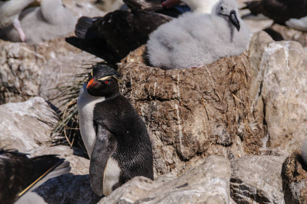 istock Penguin and Albatross Chick 1153182919