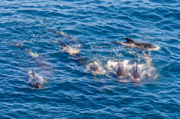 istock Long-Finned Pilot Whales in the Southern Atlantic Ocean 1153183368