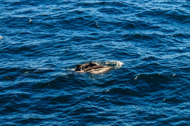 istock Long-Finned Pilot Whales in the Southern Atlantic Ocean 1153183373