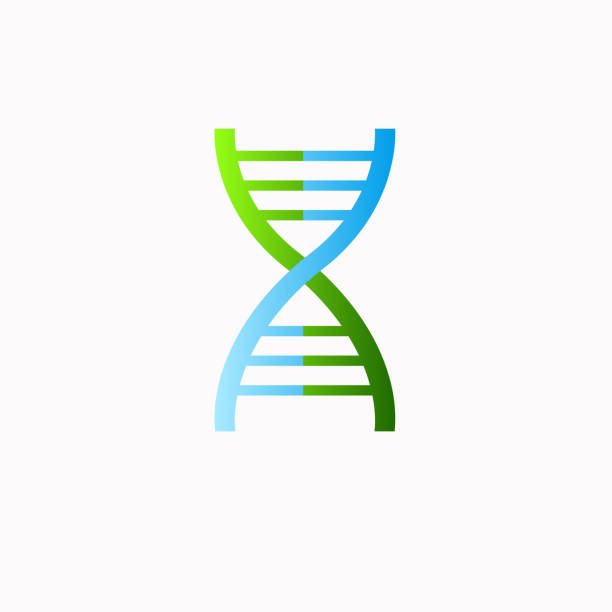 dna-strang-symbol. isoliert auf weißem hintergrund - dna helix helix model evolution stock-grafiken, -clipart, -cartoons und -symbole